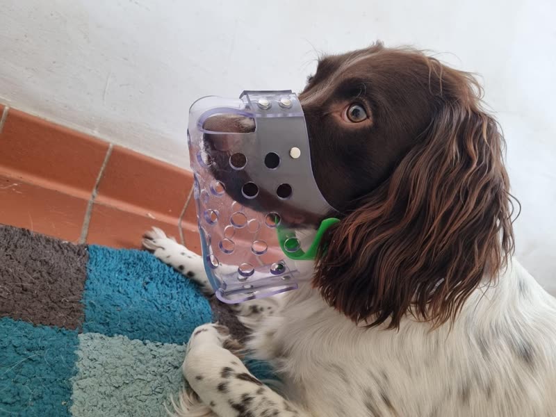 Hands holding a basket muzzle up to a calm spaniel