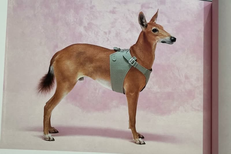 A lurcher standing in profile wearing a fitted harness
