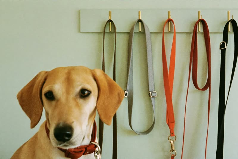 A row of fabric collars and leads hanging on hooks